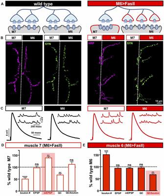 Distinct Target-Specific Mechanisms Homeostatically Stabilize Transmission at Pre- and Post-synaptic Compartments